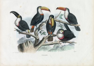 Toucans, 1863-79 by Raimundo Petraroja